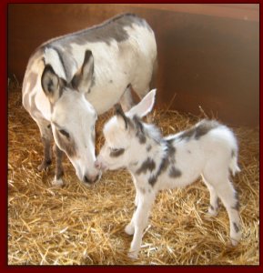 Click photo of miniature donkeys to enlarge